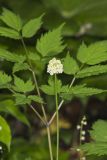 White Baneberry, Actaea pachypoda