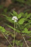 White Baneberry, Actaea pachypoda