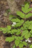 White Baneberry, Actaea pachypoda
