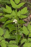White Baneberry, Actaea pachypoda
