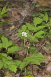 White Baneberry, Actaea pachypoda