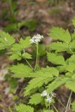 White Baneberry, Actaea pachypoda