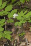 White Baneberry, Actaea pachypoda