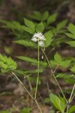 White Baneberry, Actaea pachypoda