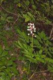 White Baneberry, Actaea pachypoda