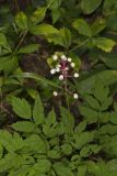 White Baneberry, Actaea pachypoda