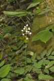 White Baneberry, Actaea pachypoda