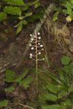White Baneberry, Actaea pachypoda