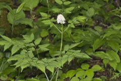 White Baneberry, Actaea pachypoda