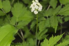 White Baneberry, Actaea pachypoda