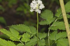 White Baneberry, Actaea pachypoda