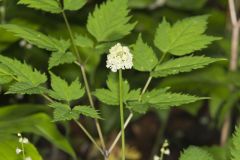 White Baneberry, Actaea pachypoda