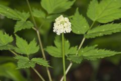 White Baneberry, Actaea pachypoda