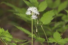 White Baneberry, Actaea pachypoda