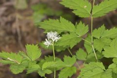 White Baneberry, Actaea pachypoda