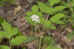 White Baneberry, Actaea pachypoda