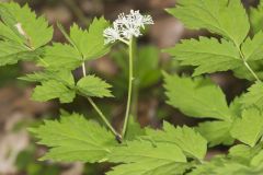 White Baneberry, Actaea pachypoda