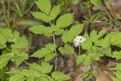 White Baneberry, Actaea pachypoda