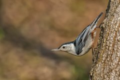 White-breasted Nuthatch, Sitta carolinensis