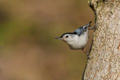 White-breasted Nuthatch, Sitta carolinensis