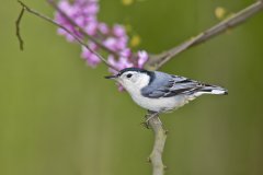 White-breasted Nuthatch, Sitta carolinensis