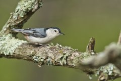 White-breasted Nuthatch, Sitta carolinensis