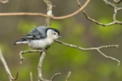 White-breasted Nuthatch, Sitta carolinensis