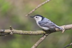 White-breasted Nuthatch, Sitta carolinensis