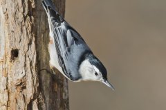 White-breasted Nuthatch, Sitta carolinensis