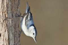 White-breasted Nuthatch, Sitta carolinensis