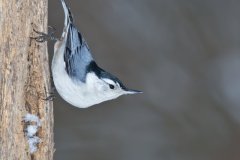White-breasted Nuthatch, Sitta carolinensis