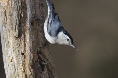 White-breasted Nuthatch, Sitta carolinensis