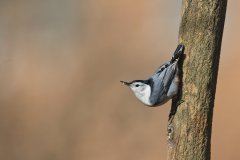White-breasted Nuthatch, Sitta carolinensis