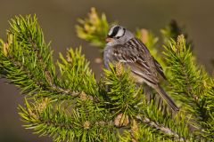 White-crowned Sparrow, Zonotrichia leucophrys