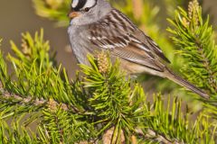 White-crowned Sparrow, Zonotrichia leucophrys