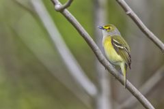 White-eyed Vireo, Vireo griseus