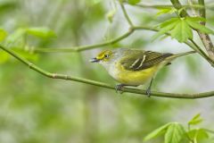 White-eyed Vireo, Vireo griseus