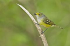 White-eyed Vireo, Vireo griseus