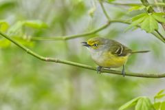 White-eyed Vireo, Vireo griseus