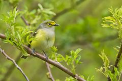 White-eyed Vireo, Vireo griseus White-eyed Vireo, Vireo griseus