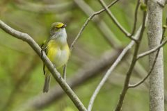 White-eyed Vireo, Vireo griseus