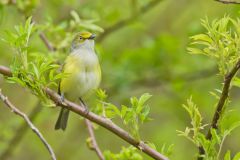 White-eyed Vireo, Vireo griseus