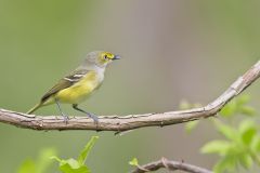 White-eyed Vireo, Vireo griseus