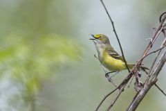 White-eyed Vireo, Vireo griseus