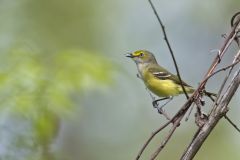 White-eyed Vireo, Vireo griseus