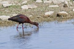White-faced Ibis, Plegadis chihi