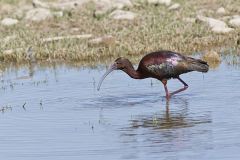 White-faced Ibis, Plegadis chihi