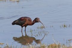White-faced Ibis, Plegadis chihi