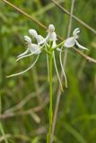 White Fringeless Orchid, Platanthera integrilabia