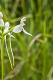 White Fringeless Orchid, Platanthera integrilabia